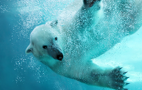 北极熊动物超清实拍素材