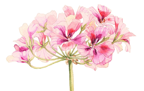 水彩花卉植物绘画素材